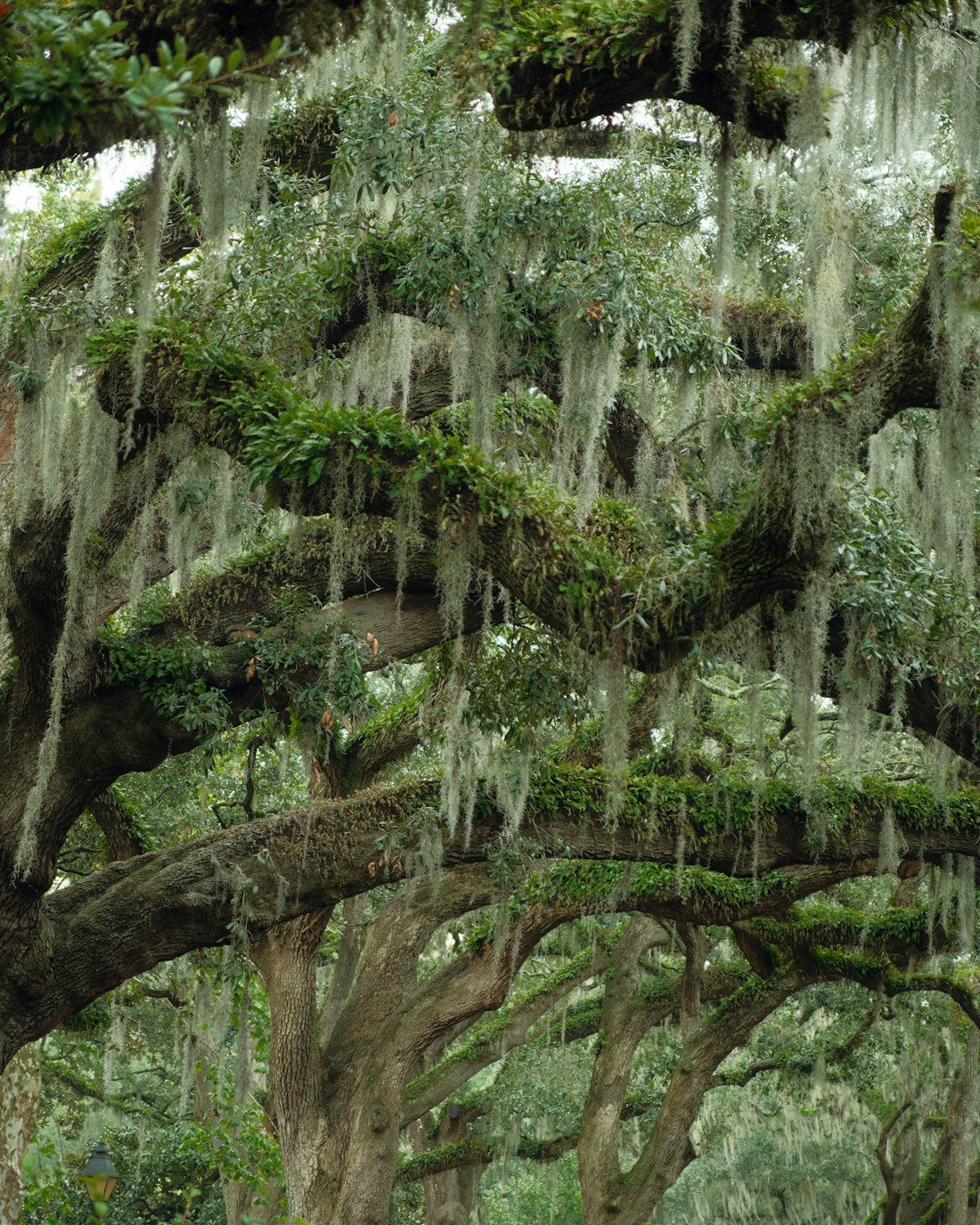 Heavy live oak limbs draped in Spanish moss and carpeted with resurrection fern
